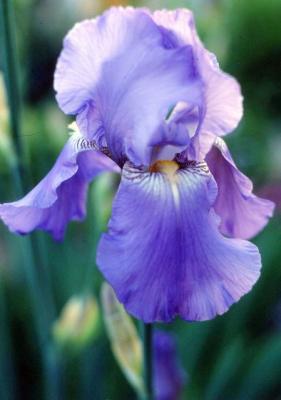 iris bleu.