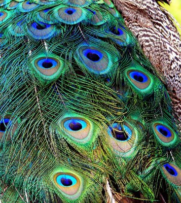 peacock feathers.