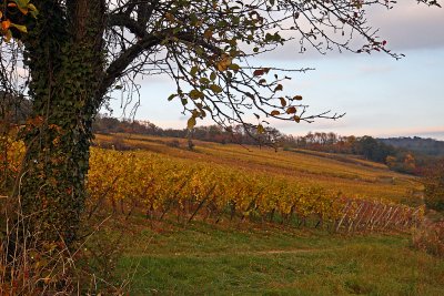 Wangen, Alsace