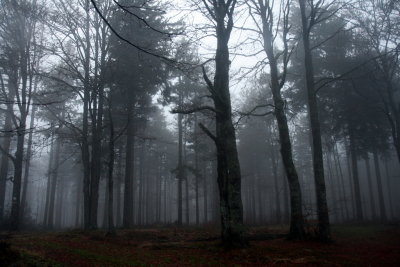 stormy and dark forest.