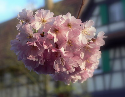 spring in Alsace