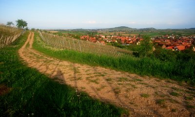 vineyard in Westhoffen