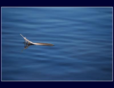 g3/48/616748/3/56237636.FeatherFloatingwebsized.jpg