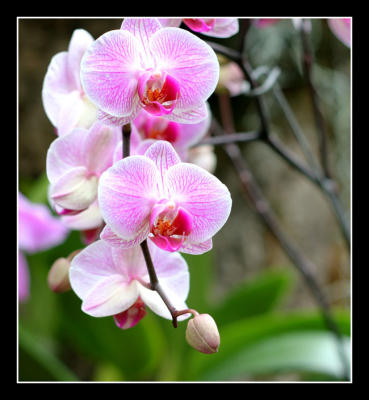 g3/48/616748/3/57331617.Orchidshow3editwebsized.jpg