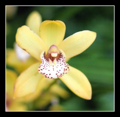 g3/48/616748/3/57331780.Orchidshow10editbcropwebsized.jpg