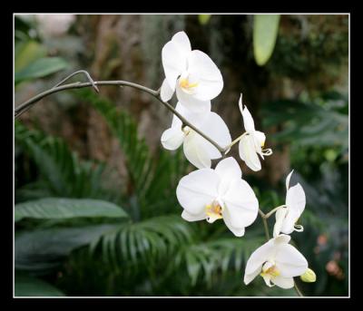 g3/48/616748/3/57331801.Orchidshow11editwebsized.jpg