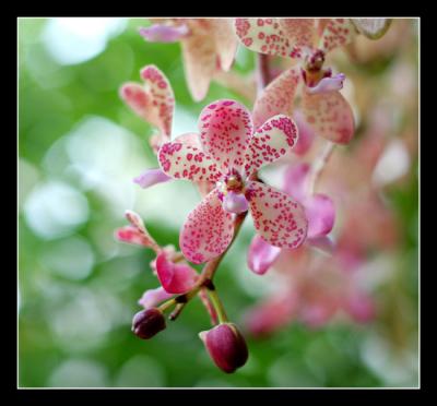 g3/48/616748/3/57331813.Orchidshow13editcropwebsized.jpg