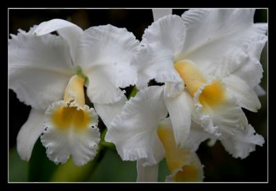 g3/48/616748/3/57332052.Orchidshow15editwebsized.jpg