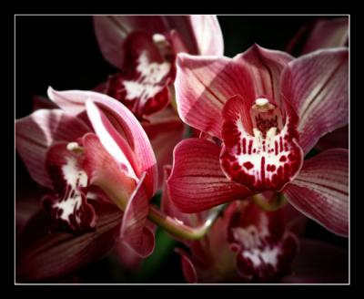 g3/48/616748/3/57332330.Orchidshow17editcropwebsized.jpg