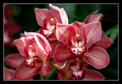 g3/48/616748/3/57332387.Orchidshow17editwebsized.jpg