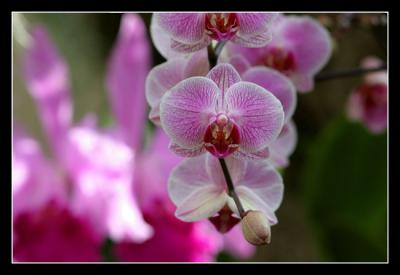 g3/48/616748/3/57332552.Orchidshow18editwebsized.jpg