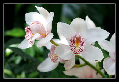 g3/48/616748/3/57332593.Orchidshow20editwebsized.jpg