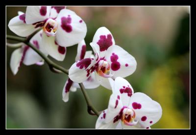 g3/48/616748/3/57332610.Orchidshow23editwebsized.jpg