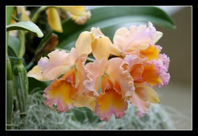 g3/48/616748/3/57332639.Orchidshow24editwebsized.jpg