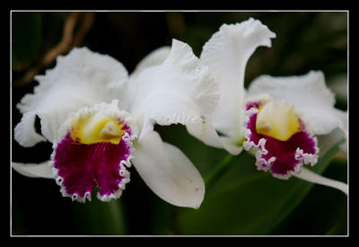 g3/48/616748/3/57332799.Orchidshow27editwebsized.jpg