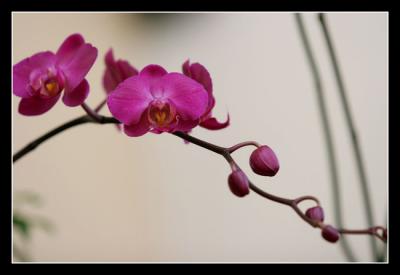 Orchids