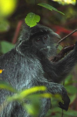 3287 silvered leaf monkey (silvery langur) in Bako