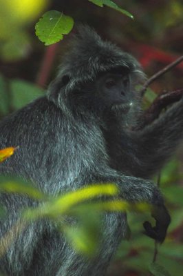 3288 silvered leaf monkey (silvery langur) in Bako