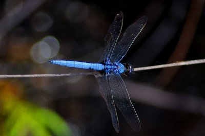 Blue dragonfly, libellule bleue, Bako National Park, 3670