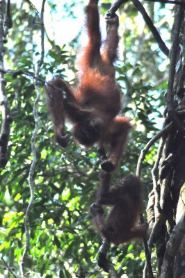 3758 Semmengoh