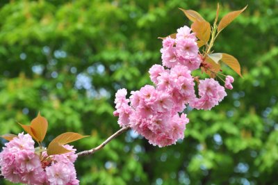 4871 Spring in Paris. Cherry blossoms