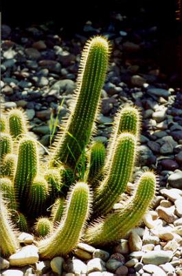 majorelle1_7277_06.jpg