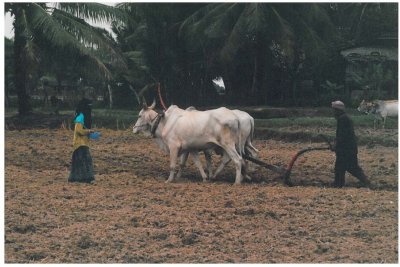 Cham village