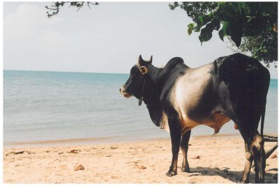 Koh Tonsay (Cambodia)