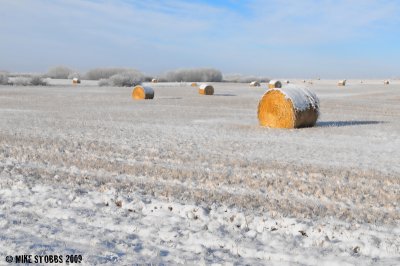 Snow Covered Bales