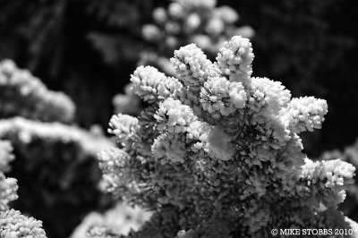 Frost