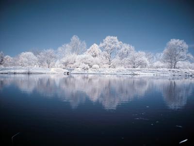 Cox Arboretum #17.