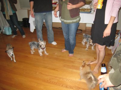 it's a dog party