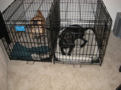 kennels for the puggle