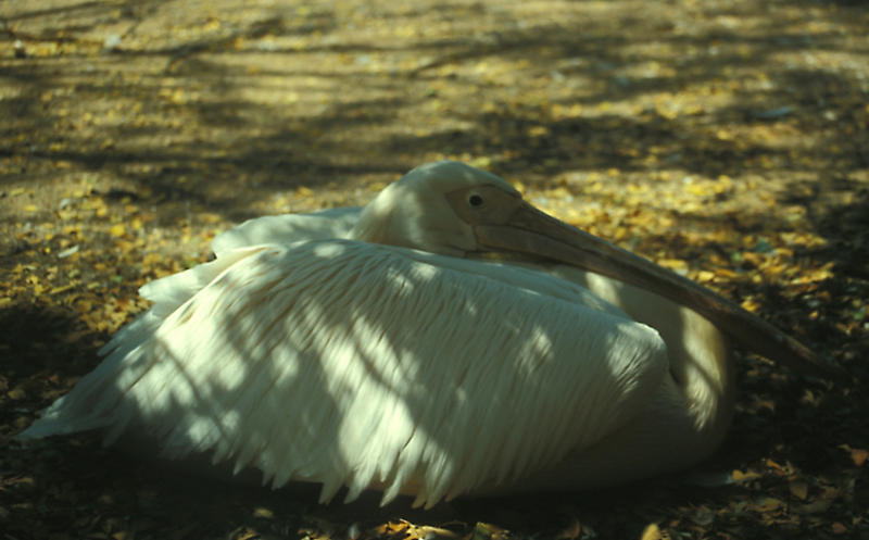 Great white pelican lazing