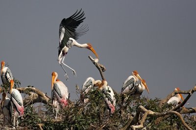 Painted Stork colony