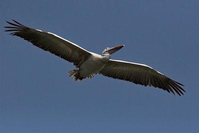 Pelican in flight 05