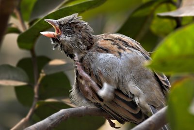 House Sparrow preening