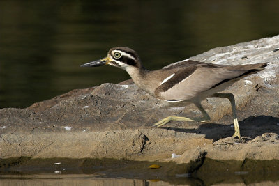 Great Thick-knee on the move