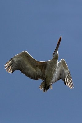 Pelican flying high