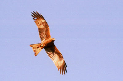 Black kite in flight 01