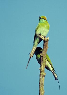 Green bee-eater pair