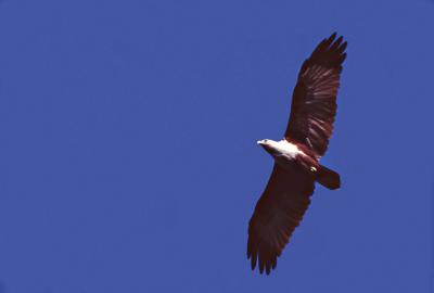 Brahminy kite in flight 01