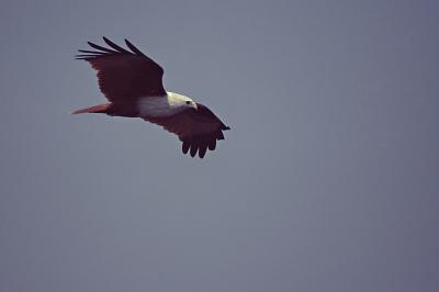 Brahminy kite in flight 03