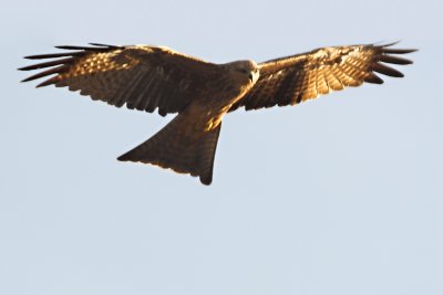 Black kite in flight 04