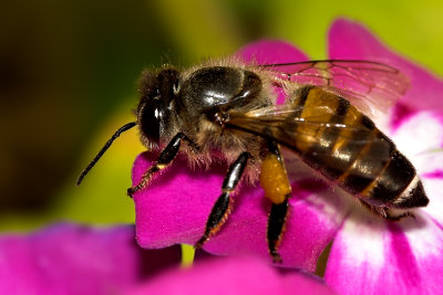 A Bee's Breakfast  (a photo essay)