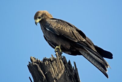 keeping eye on prey