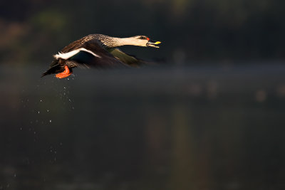 Spot-billed duck in flight