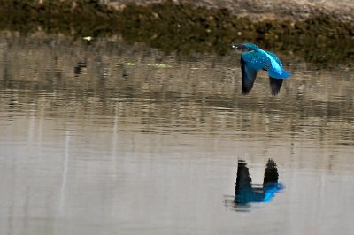 Kingfisher