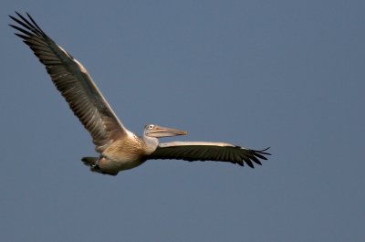 Pelican in flight 02