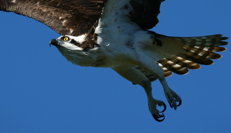 IMG_3556 Osprey in flight crop.jpg